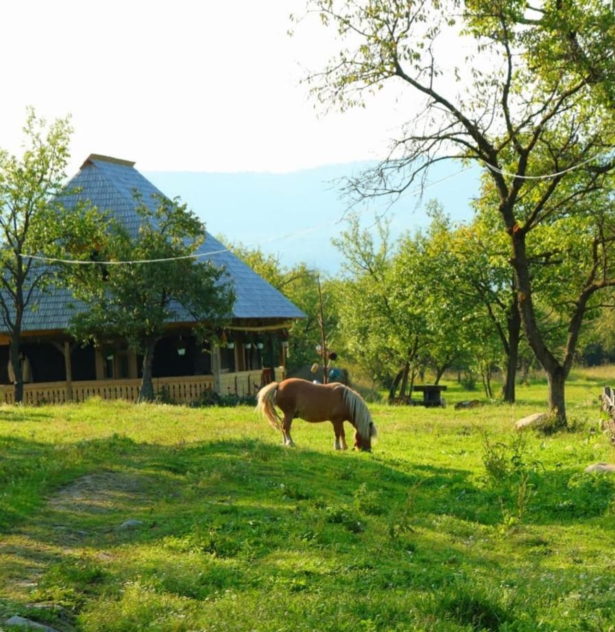 Casuta Din Gradina Διαμέρισμα Breb Εξωτερικό φωτογραφία